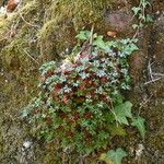 Saxifraga fragilis অভ্যাস