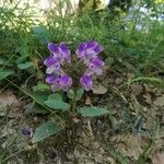 Prunella hastifolia Libunga
