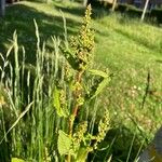 Rumex conglomeratus Leaf