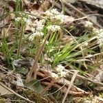 Micranthes virginiensis Hábitos