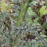 Cirsium discolor Hoja