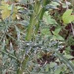 Cirsium discolor List