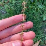 Rumex brownii ফুল