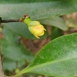 Garcinia indica Flower