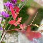 Geranium purpureumFlower