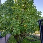 Ficus johannis Costuma