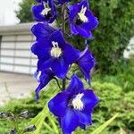 Delphinium elatumപുഷ്പം