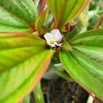Tristemma mauritianum Blomma