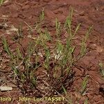 Dianthus nudiflorus Habitat