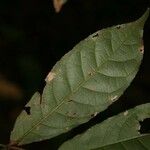 Rinorea neglecta ഇല