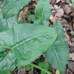 Arum dioscoridis Leaf