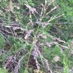 Tridens flavus Plante entière
