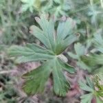 Geranium carolinianum Hoja