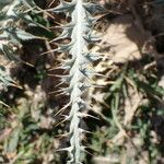 Carduus carlinoides Blatt