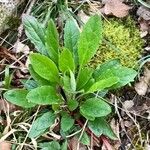 Cynoglossum germanicum Deilen