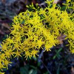 Solidago fistulosa Кветка