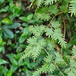 Lygodium japonicum Feuille