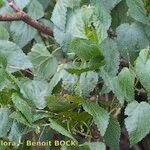 Urtica morifolia Other