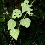 Cissampelos tropaeolifolia Altul/Alta