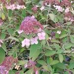 Hydrangea aspera Flower