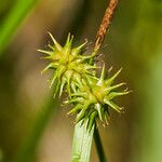 Carex flava Цветок