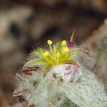 Hollisteria lanata Flower