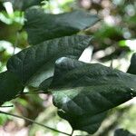 Erythrina lanceolata Leaf