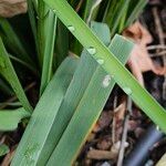 Iris unguicularis 葉