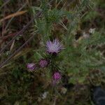 Cirsium creticum subsp. triumfetti (Lacaita) WernerFlower