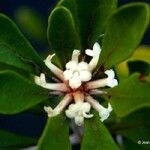 Pittosporum echinatum फूल