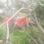 Melaleuca citrina Flower
