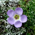 Nototriche phyllanthos 花