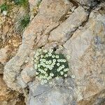 Saxifraga squarrosa Floare