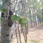 Populus × tomentosa Flor