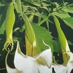 Brugmansia arborea