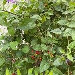 Solanum dulcamara Φρούτο