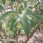 Buddleja myriantha Folha