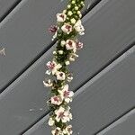 Verbascum nigrum फूल