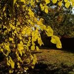 Tilia × europaea Blad