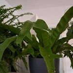 Asplenium antiquum Leaf