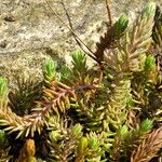 Petrosedum rupestre Feuille