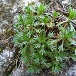 Saxifraga cuneata Liść