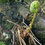 Polystichum braunii Φύλλο