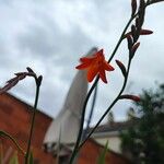 Crocosmia aureaFlor