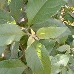 Gymnanthemum amygdalinum Blatt