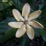 Gardenia carinata Õis
