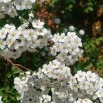 Spiraea trilobataBlüte