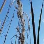 Cortaderia selloana Frucht