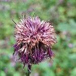 Centaurea scabiosaFlower