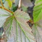 Physocarpus opulifolius Folio